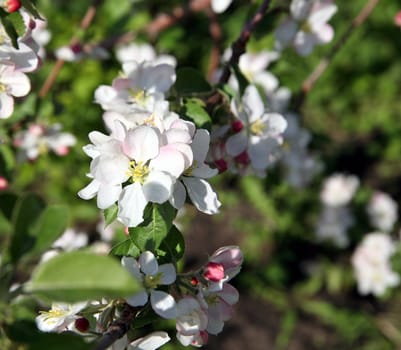 Apple tree flower blossoming at spring time, floral background