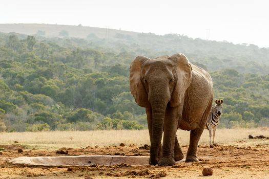 Zebra peeping behind the Elephant at the dam.