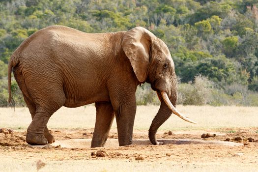 Bush Elephant using his trunk to suck up  the last bit of water at the dam.