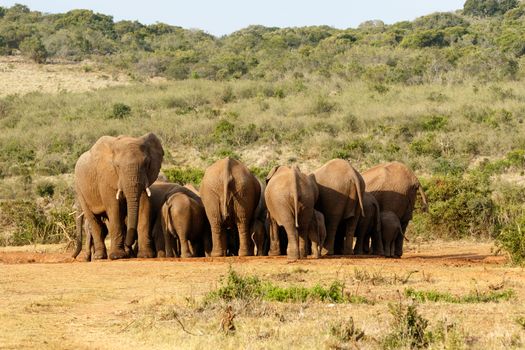 The Female and Baby Elephants gathering at the watering hole.