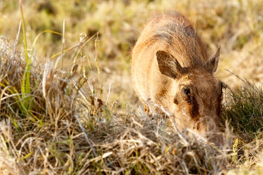 Common warthog so into his grass in the field.