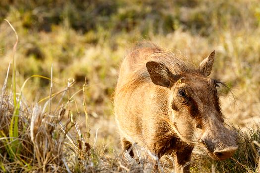 Common warthog standing with his big nose in the air.