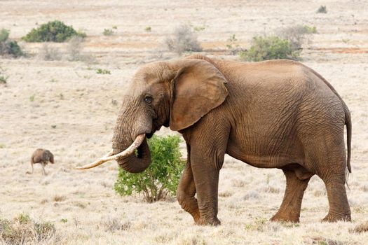 African Bush Elephant standing and relaxing in the field.