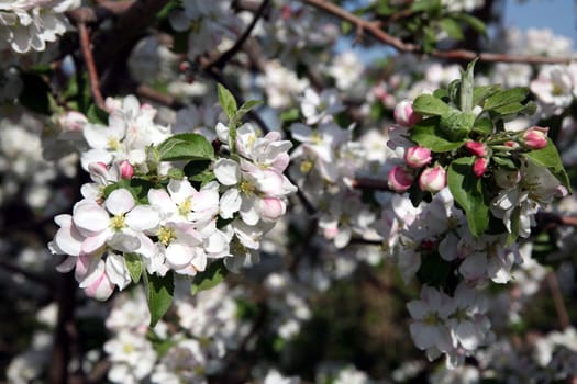 Apple tree flower blossoming at spring time, floral background