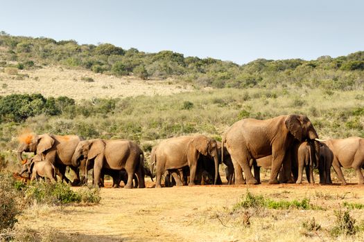 African Bush Elephant gathering for a good mud bath.