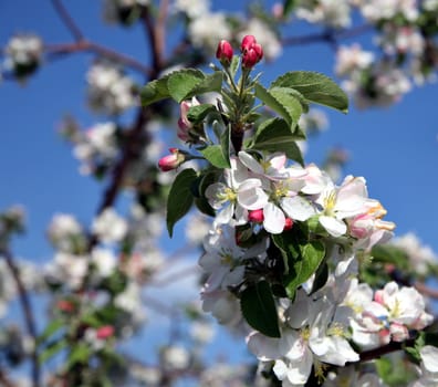 Apple tree flower blossoming at spring time, blue sky background