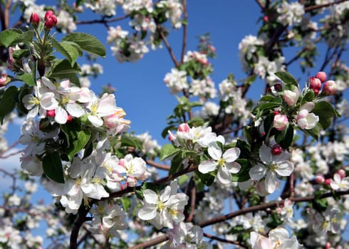 Apple tree flower blossoming at spring time, blue sky background