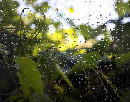 blurred green plants behind the wet window with rain drops