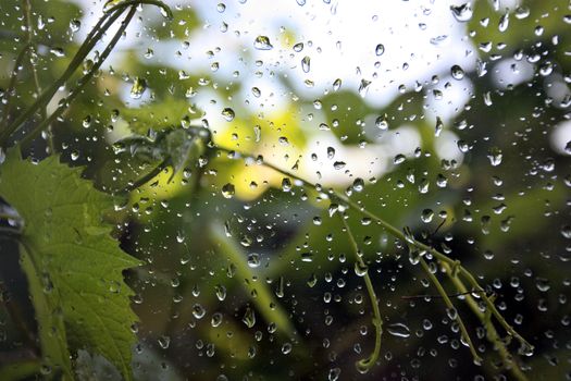 twig with fresh spring leaves after rain behind the glass. Macro frame