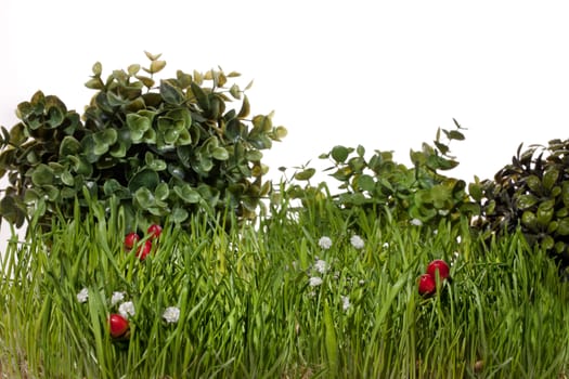 Green grass, leaves and red berries on an isolated studio background