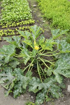 Organic Gardening on the Allotment.