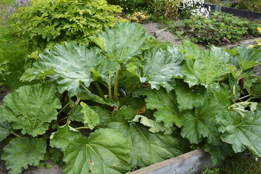 Organic Gardening on the Allotment.