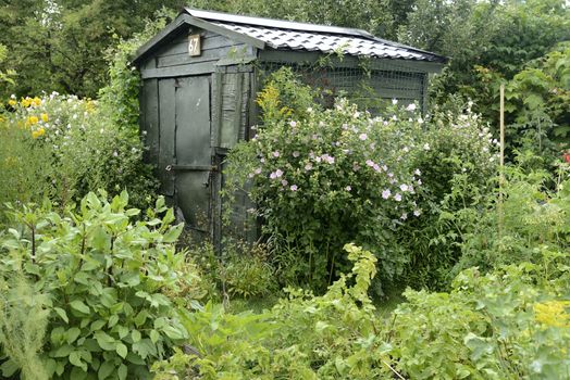 Organic Gardening on the Allotment.