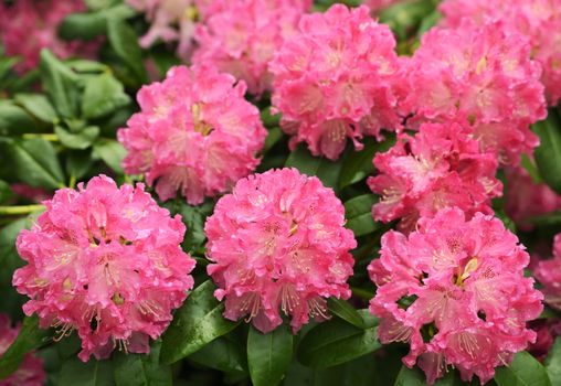 Pink Rhododendron flower