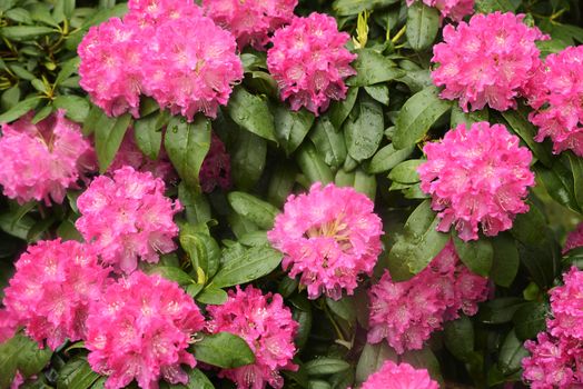 Closeup of Pink Rhododendron flower