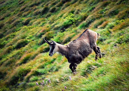 nature background chamois on a sloping hillside