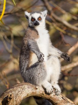 Ring-tailed lemur (Lemur catta) enjoying the winter sun