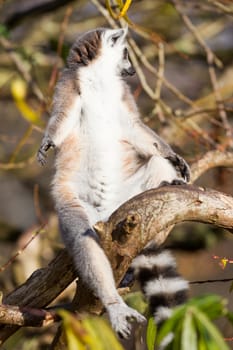 Ring-tailed lemur (Lemur catta) enjoying the winter sun