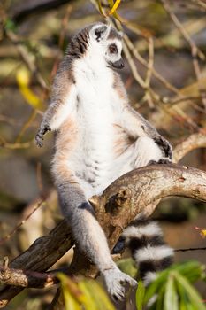 Ring-tailed lemur (Lemur catta) enjoying the winter sun