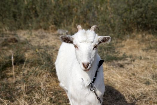 White goat on a green meadow poses for the camera