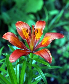 Beautiful Lily in natural light, soft, selective focus
