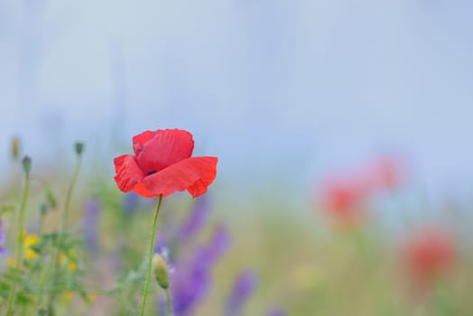 Details of poppy flowers on summer field