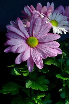 Violet Pink Osteosperumum Flower Daisy with dew drops