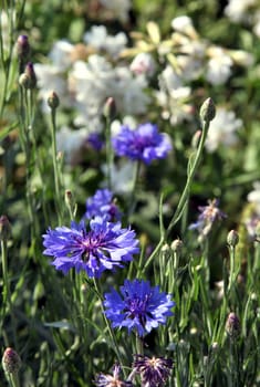 Blue cornflower on a background of grass and other cornflowers