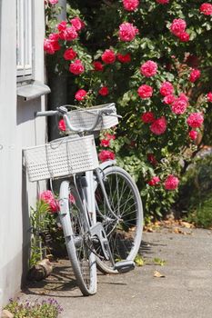 Parkendes Fahrrad mit rosa Rosen,Altstadt, Lübeck, Deutschland, Europa  