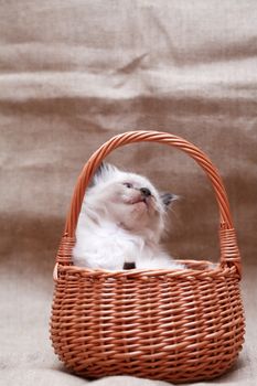 Nice small kitty in wicker basket on canvas background