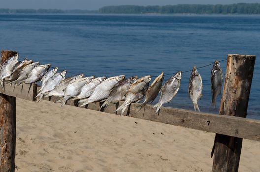 Dried fish on the banks of the Volga river in Russia. Blue water and yellow sand, fly wasp.