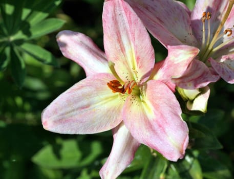 beautiful delicate pink lilies in the garden
