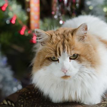 Serious red cat sitting on the Christmas tree. Waiting for gifts. Selective focus.