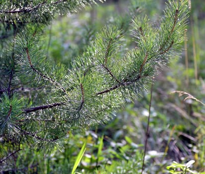 Closeup of the young pine tree branch on blurred background
