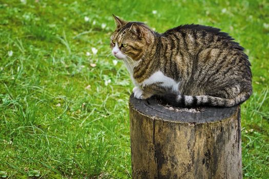 Alley Cat Resting on a Tree Stump
