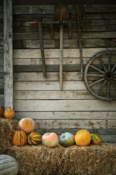 Pumpkins on a Hay near the Wooden Wall of The Barn