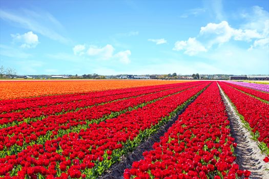 Blossoming tulip fields in a dutch landscape in the Netherlands