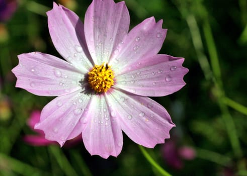 kosmeya or cosmos pink flower in the garden closeup