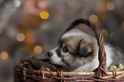 Little puppy sitting in a basket on the background of colorful bokeh. Selective focus.