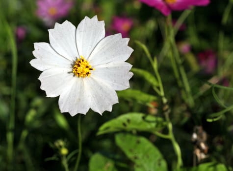 kosmeya or cosmos white flower in the garden closeup