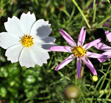 kosmeya or cosmos pink and white flower in the garden closeup