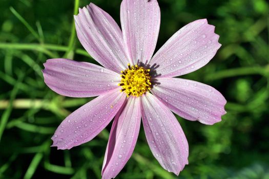 kosmeya or cosmos pink flower in the garden closeup