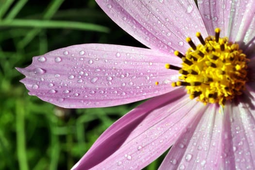 drops of dew on the pink flower kosmeya or cosmos. Flower in big close up. Narrow depth of field.