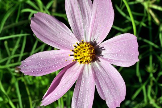 kosmeya or cosmos pink flower in the garden closeup