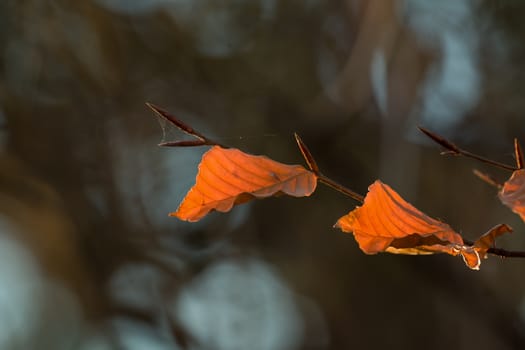 Beech leaves backlit by Winter sun.