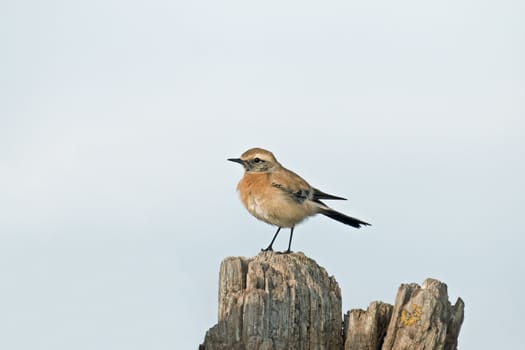 Rare visitor to UK, juvenile Desert Wheatear at Norman's Bay in East Sussex during December 2016