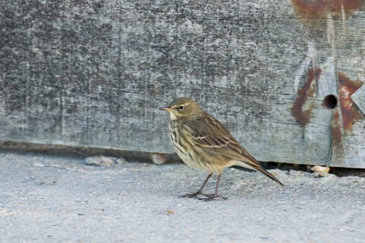 Rock Pipit at Splash Point, Seaford.