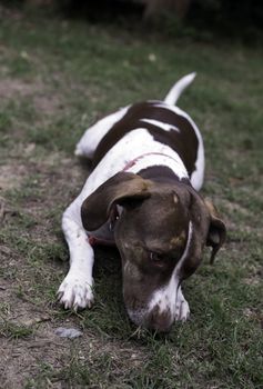 Bird dog trying to eat a pecan