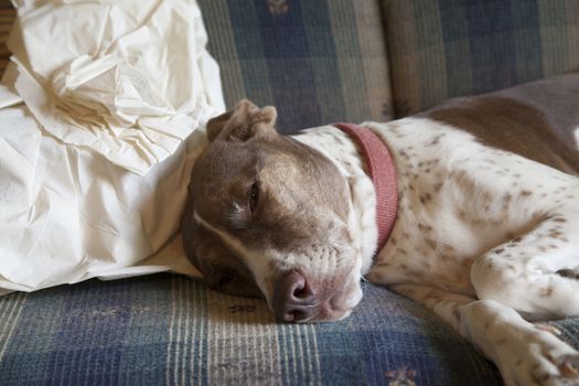 Bird dog resting indoors on couch