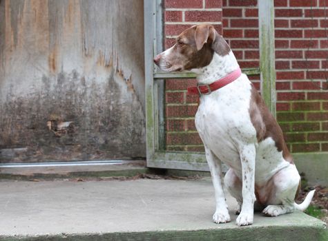 Bird dog waiting to go inside